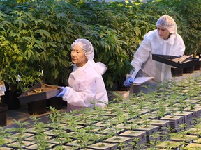 Employees tend to medical marijuana plants at the Aphria greenhouses in Leamington.