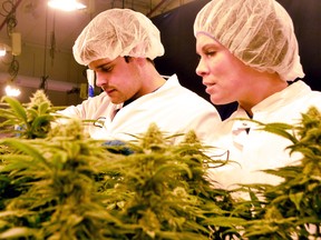 Taylor Carr, left, and Angela Fehr inspect plants at WeedMD.