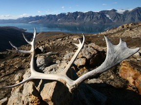 Caribou have diminished over the past years, with some herds close to extinction.