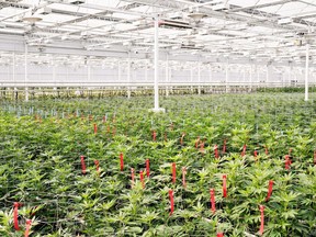 Marijuana plants are shown in an undated handout photo provided by Aphria. Licensed medical marijuana producer Aphria Inc. reported a $12.9-million profit in its latest quarter, boosted by the sale of some of its shares in U.S. company Liberty Health Sciences.