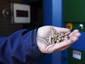 A man holds hardwood pellets used in a wood burning boiler at Athens Elementary School in Athens, N.Y., April 1, 2015. As Canada's attention is increasingly focused on the polarizing oil exports debate, another contentious energy export has been quietly gaining momentum. The humble wood pellet, once used mostly for small-scale home heating, has graduated to an alternative to coal in the hungry power plants of Europe and Asia with the disputed promise of carbon neutral energy.