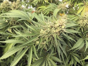 A marijuana plant is seen before harvesting at a rural area near Corvallis, Ore. on Sept. 30, 2016.