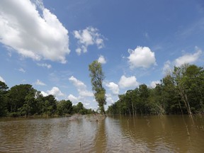 In this Friday, April 27, 2018 photo, trees in a cutback sit between an existing pipeline channel, left, and a new pipeline channel, on Bayou Sorrel in the Atchafalaya River Basin in Louisiana. A company building a crude oil pipeline in Louisiana is asking a federal appeals court to throw out a judge's order that had suspended construction work in an environmentally fragile swamp. A three-judge panel of the 5th U.S. Circuit Court of Appeals is scheduled to hear arguments Monday, April 30, by attorneys for Bayou Bridge Pipeline LLC, federal regulators and environmental groups opposed to the project. In February, a judge temporarily stopped all pipeline construction work in the Atchafalaya Basin.