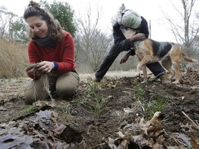 In this Tuesday, April 3, 2018, photo, farmers Sarah Turkus, left, and Dave Kuma, both of Providence, R.I., plant chives on a leased plot of land in Seekonk, Mass., as Sarah's dog Mabel, a 3-year-old hound mix, greets Dave. Rhode Island is going to buy farms and sell them to beginning farmers for dirt cheap. It's an unconventional approach to ensuring farming remains viable. The goal is to keep young entrepreneurs from moving to other states where land is cheaper.