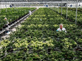 Workers are shown at a Hydropothecary Corp. facility.