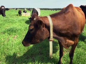 In this March 28, 2018, image made from a video, a cow stands in a pasture on Seven Oaks Dairy in Waynesboro, Ga. On the cow's neck is a device called IDA, or "The Intelligent Dairy Farmer's Assistant," created by Connecterra. It uses a motion-sensing device attached to a cow's neck to transmit its movements to a program driven by artificial intelligence.