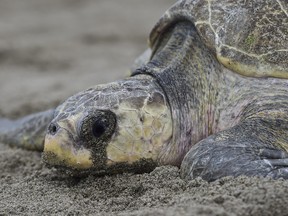 A sea turtle has become the poster child of the ban plastic movement.