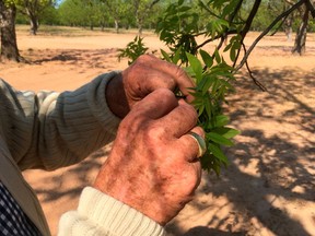 Jim Anthony, the owner of a 14,000-acre pecan farm near Granbury, Texas, displays bud break on a tree Tuesday, April 24, 2018. Anthony is part of a newly formed council of U.S. commercial pecan growers hoping to increase domestic demand of North America's only native nut as a hedge against rising tariffs with China, the biggest export market for American pecans.