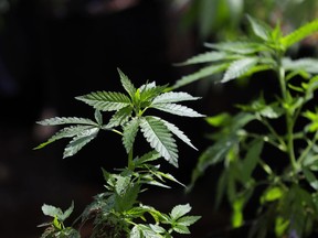 In this April 12, 2018, photo, a marijuana plant awaits transplanting at the Hollingsworth Cannabis Company near Shelton, Wash. America's marijuana supporters have a lot to celebrate on this 420 holiday: Thirty states have legalized some form of medical marijuana, according to a national advocacy group. Nine of those states and Washington, D.C., also have broad legalization where adults 21 and older can use pot for any reason. Michigan could become the 10th state with its ballot initiative this year. Yet cannabis remains illegal under federal law, and it still has many opponents.