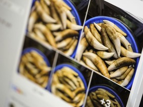 This screen grab from a Facebook group and photographed on a computer screen in Washington, Monday, April 9, 2018, shows what appears to be a bucket of tiger teeth offered for sale on a Facebook page. In a complaint filed with the Securities and Exchange Commission, wildlife preservation advocates allege that Facebook's failure to stop illicit traders utilizing its platform for illegal activity violates the social network's responsibilities as a publicly traded company. (AP Photo)