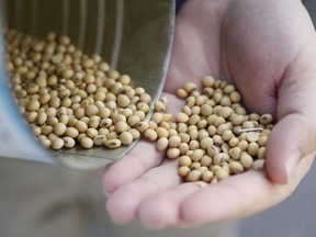 Matt Aultman, a grain salesman and feed nutritionist with Keller Grain & Feed, Inc., shows locally grown soybeans during an interview at their facilities in Greenville, Ohio, Thursday, April 5, 2018. Rural America is struggling under a cloud of uncertainty as the Trump administration escalates a trade dispute with China. The Republican president says he's simply fighting against unfair business practices with a geopolitical rival. But voters in rural America, those who fueled his 2016 presidential victory, say Trump's moves are threatening their livelihoods and forcing some to re-think their politics.