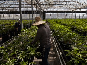 Workers work in a greenhouse growing cannabis plants at Glass House Farms in Carpinteria, Calif.
