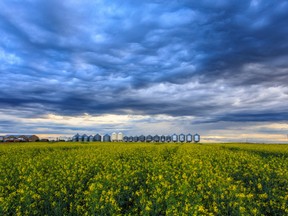 Canola futures volume has been rising and the move to Wall Street will provide the best environment for continued growth, ICE Futures Canada CEO says.