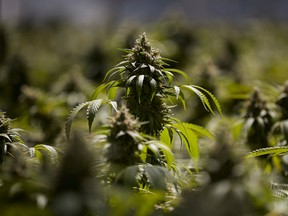 Mature marijuana plants in California. Green Thumb Industries, a cultivator, processor and dispensary owner that operates in six U.S. states, plans to go public next month through a reverse merger with an already-listed Canadian company.