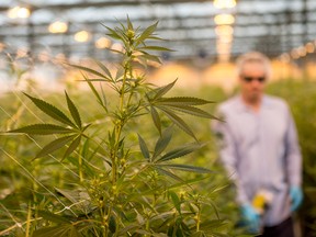 A worker tends to the crop at Canopy Growth's new facility called Tweed Farms, one of the largest cannabis greenhouses in the world, in Niagara-on-the-Lake, Ontario.