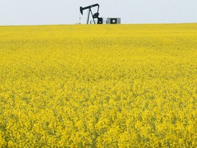 A pump jack works in a field near Lake Saskatoon surrounded by a blooming canola field.