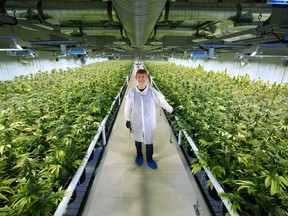 Cam Battley, chief corporate officer with Aurora Cannabis Inc., stands in one of the ten marijuana grow rooms inside the company's 55,000 square foot medical marijuana production facility near Cremona, Alberta.