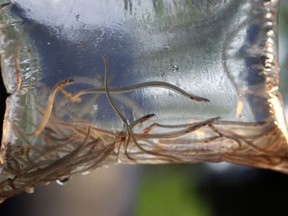 FILE - In this May 25, 2017, file photo, baby eels swim in a plastic bag after being caught near Brewer, Maine. America's only significant state fishery for baby eels has blown past records for value in spring 2018, as high demand from overseas aquaculture companies is driving prices to new heights.