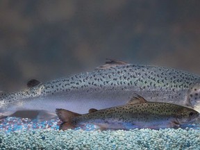This 2010 handout photo provided by AquaBounty Technologies shows two same-age salmon, a genetically modified salmon, rear, and a non-genetically modified salmon, foreground. The vast majority of Canadians believe genetically modified foods should have to be labelled at the grocery store, according to a new study, which a researcher says shows most consumers are confused about the science behind their dinner plates.