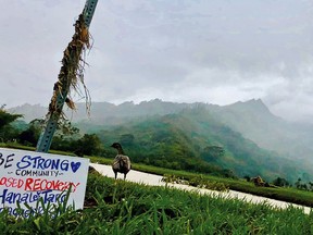 This April 2018 photo provided by Lyndsey Haraguchi-Nakayama shows a nene, or Hawaiian goose, next to a sign encouraging the community to hold strong after recent flooding in Hanalei, Kauai island, Hawaii. Farmers on Kauai say their state should brace for a shortage of its taro crop after record-breaking rains flooded their fields in April 2018. The deluge hit the Kauai north shore community of Hanalei particularly hard. The region grows most of Hawaii's taro, a starchy root vegetable which is a staple of the traditional Hawaiian diet and a central part of Hawaiian culture.