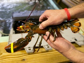 FILE - In this June 12, 2015, file photo, a lobster is pulled from a crate in Kennebunkport, Maine. The globalization of the American lobster business has spurred fears within the industry that lobsters' shells are getting weaker, but scientific evidence about the issue paints a complicated picture.