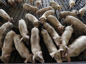 FILE- In this July 21, 2017, file photo, young hogs owned by Smithfield Foods are seen at a farm in Farmville, N.C. Jury selection began Tuesday, May 29, 2018, in a Raleigh federal courthouse for the second trial over claims the method in which Hong Kong-owned, Virginia-based Smithfield Foods raises hogs caused a number of problems for neighbors after the operations moved in.