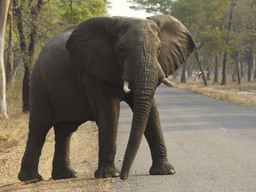 FILE - In this Oct. 1, 2015, file photo, an elephant crosses a road at a national park in Hwange, Zimbabwe. Federal prosecutors in Colorado have indicted the owner of a South African hunting company, accusing the man of breaking U.S. law on hunting elephants and importing ivory. Hanno van Rensburg has not been arrested yet. He did not respond Monday, May 21, 2018, to an email sent to an address listed on his hunting company's website.