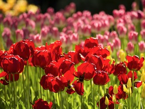 Colorful tulips with blooming buds and falling petals lit with the sun