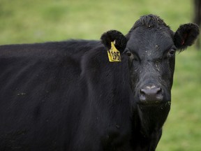 In this May 21, 2017 photo, a cow stands in a paddock on a farm near Invercargill, New Zealand. New Zealand plans to slaughter about 150,000 cows as it tries to eradicate a strain of disease-causing bacteria from the national herd. Politicians and industry leaders announced the ambitious plan Monday, May 28, 2018. They say it will cost hundreds of millions of dollars, and, if successful, would be the first time an infected country has eliminated Mycoplasma bovis.