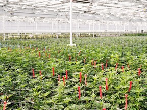 Licensed medical marijuana producer Aphria is one of the companies with a medicinal focus.
