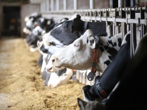 Coca-cola's new milk  plant will be supplied with milk from local dairy farmers in Ontario.