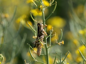A grasshopper on a canola plant.