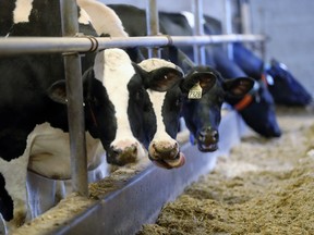 Cows eat at the Skyline Dairy farm near Grunthal, Man. Dairy has emerged as the latest flashpoint between the U.S. and Canada as they renegotiate NAFTA.