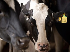 Dairy has emerged as one of the biggest areas of dispute as trade tensions between the U.S. and Canada escalate.