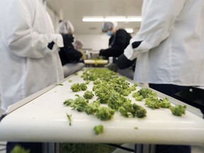 Canopy Growth employees process medical marijuana in the Tweed location in Smiths Falls, ON.