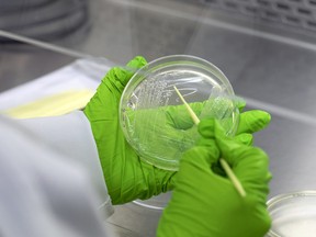 A technician holds an agar plate containing bacteria cell culture at a Bugworks Research laboratory in Bengaluru.