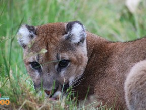 Rocket, the cougar cub.