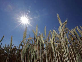 The sun shines behind wheat in a field in Seebruck, Germany, Tuesday, July 18, 2017. Canadian officials say they do not expect any negative impact on grain exports after some unauthorized genetically modified wheat was discovered in southern Alberta.