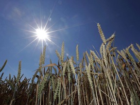 The Alberta Wheat Commission says South Korea has resumed imports of Canadian wheat after suspending trade last week due to concerns about a small number of genetically modified plants. The sun shines behind wheat in a field in Seebruck, Germany, Tuesday, July 18, 2017.