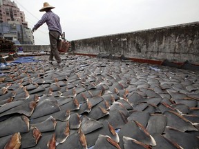 FILE - In this Jan. 3, 2013 file photo, a worker collects pieces of shark fins dried on the rooftop of a factory building in Hong Kong. A new set of Chinese tariffs on U.S. seafood includes products made from shark fins. China's one of the biggest buyers of shark fins, as the product is used to make shark fin soup, an Asian delicacy.