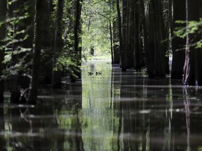 FILE - In this April 27, 2018, file photo, a old logging canal cuts through Bayou Sorrel in the Atchafalaya River Basin in Louisiana. Bayou Bridge Pipeline LLC's building a crude oil pipeline in Louisiana expects to complete the construction project by October if a federal appeals court doesn't order another halt to the work. In a court filing Wednesday, June 27, 2018, Bayou Bridge Pipeline LLC's attorneys said construction of the entire 163-mile pipeline was nearly 76 percent complete as of Sunday.