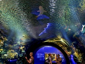 Visitors walk through an immersive underwater tunnel that features a coral reef ecosystem with sharks at the new shark exhibition at the New York Aquarium, Wednesday June 20, 2018, in New York. "Ocean Wonders: Sharks!" exhibition, scheduled to open June 30, requires 500,000 gallons of water and will house more than 115 species with interactive presentations.