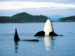 Orcas, seen here in B.C., have been listed as endangered in Canada since 2003.