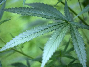 A cannabis plant growing in a garden in Cologne, western Germany. With a large population, rapidly growing patient count and robust public health insurance coverage, the country is widely expected to become Europe’s key medical marijuana market.