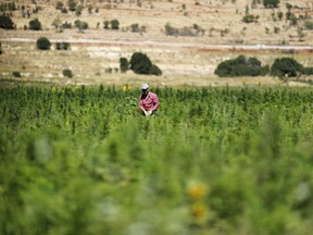 In this Monday, July 23, 2018, photo, a man removes dirt and dry leaves in a cannabis field in the village of Yammoune, 25 kilometers (about 15 miles) northwest of the town of Baalbek in the Bekaa Valley, Lebanon. In the fields of this quiet village surrounded by mountains, men and women work on removing dirt and dry leaves around cannabis plants from which many people in this eastern region make a living.