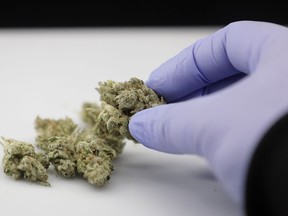 FILE - In this June 21, 2018, photo, a laboratory manager holds a cannabis sample in Oakland, Calif. A state-funded study in Utah designed to gauge marijuana's impact on pain has been delayed so many times due to federal regulations that it might not be ready before the November general election when state voters will decide whether to pass a medical marijuana ballot initiative, the Deseret News reported.