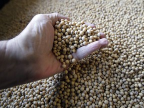 FILE- In this April 5, 2018, file photo sorted soybeans are ready for shipment and planting at Taylor Seed Farm near White Cloud, Kan. If the U.S. starts taxing Chinese imports Friday, July 6, 2018, Beijing plans to impose 25 percent tariffs on 545 U.S. products worth $34 billion a year, from soybeans and lobsters to sport-utility vehicles and whiskey.