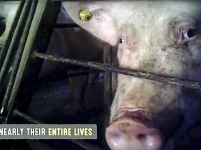 This frame grab from a video provided by Mercy for Animals shows a pig in an undercover video released by the group. The recently released undercover video showing pigs being abused at a supplier to the world's largest meat producer also highlights practices that are still common but slowly being changed in the pork industry.