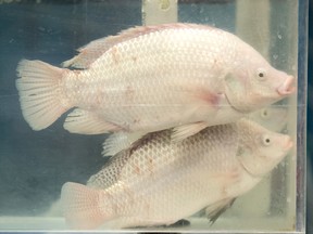 Chinese tilapia — a popular item sold by Walmart and other retailers — is among the seafood on U.S. President Donald Trump’s tariff list.