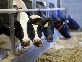 Canada's dairy sector is a consideration in the NAFTA talks.